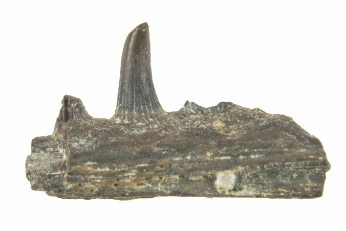 Permian Reptile Jaw Section - Oklahoma #261329